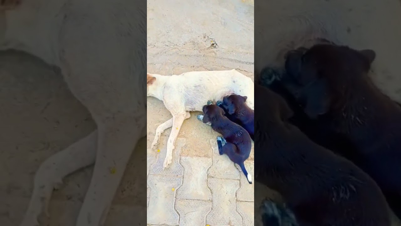 cute dog ke bache dudh pite huye drinking milk from dog 🍼  
