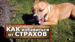 Как убрать СТРАХ и НЕУВЕРЕННОСТЬ у собаки. Дрессировка амстаффа Рика Как убрать СТРАХ и НЕУВЕРЕННОСТЬ у собаки. Дрессировка амстаффа Рика