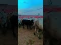 Khad Dhubare Par 