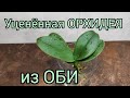 21.02.21.ОРХИДЕЯ уценка из Оби.. и новые горшки😁