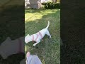 I am the best soccer player. #dogs #puppies #puppy #labrador #sillypuppy #puppylife #pets