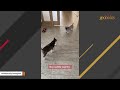 Rescue cat melts heart with her 'mom' meow