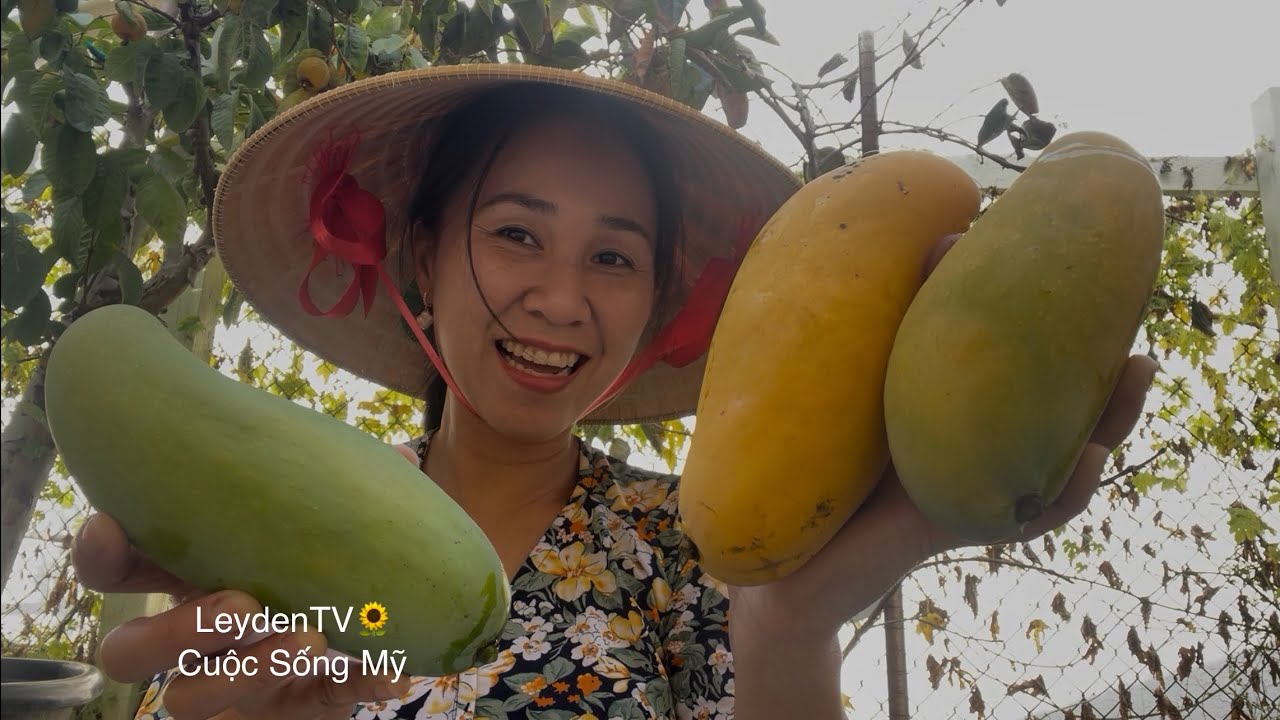 Hái Sạch Sẽ Ổi Thái Vuông, Thanh Long, Đậu Rồng, Xoài 9,  Mãng Cầu