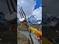 Adi kailash yatra #uttrakhand #adikailash #shorts