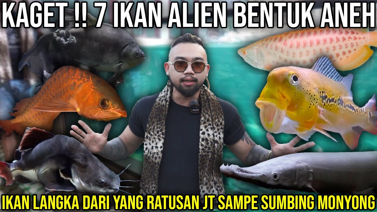 KAGET !! 7 IKAN ALIEN BENTUK ANEH. IKAN LANGKA DARI YG RATUSAN JT SAMPE SUMBING MONYONG  #indoexotic
