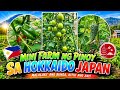 🇯🇵 Bumper Harvest Soon! Mini Farm ng Pinoy sa Hokkaido Japan🍆🍅