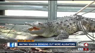 Nuisance gator calls on the rise