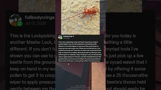 LPL If He Picked Locks With Beetles: #lpl #roblox #parkourreborn #tumblr