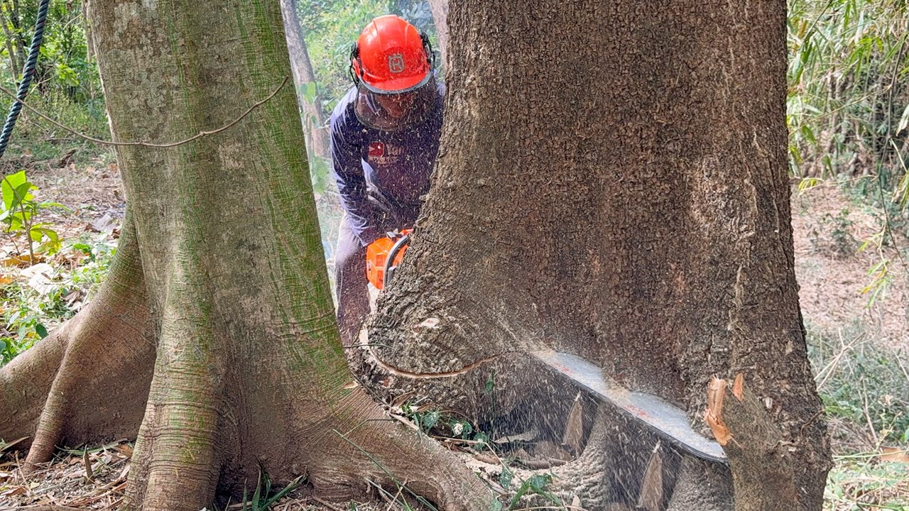 Best skill man cutdown two trembesi trees with strongest chainsaw ‼️