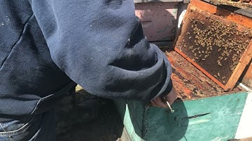 Boosting hives with the paper method.  Followup.