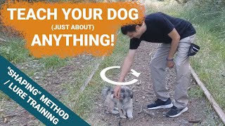 TEACH YOUR DOG just about ANYTHING - Lure Training / Shaping Method