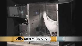 Study: Pigeons Can Read…Sort Of