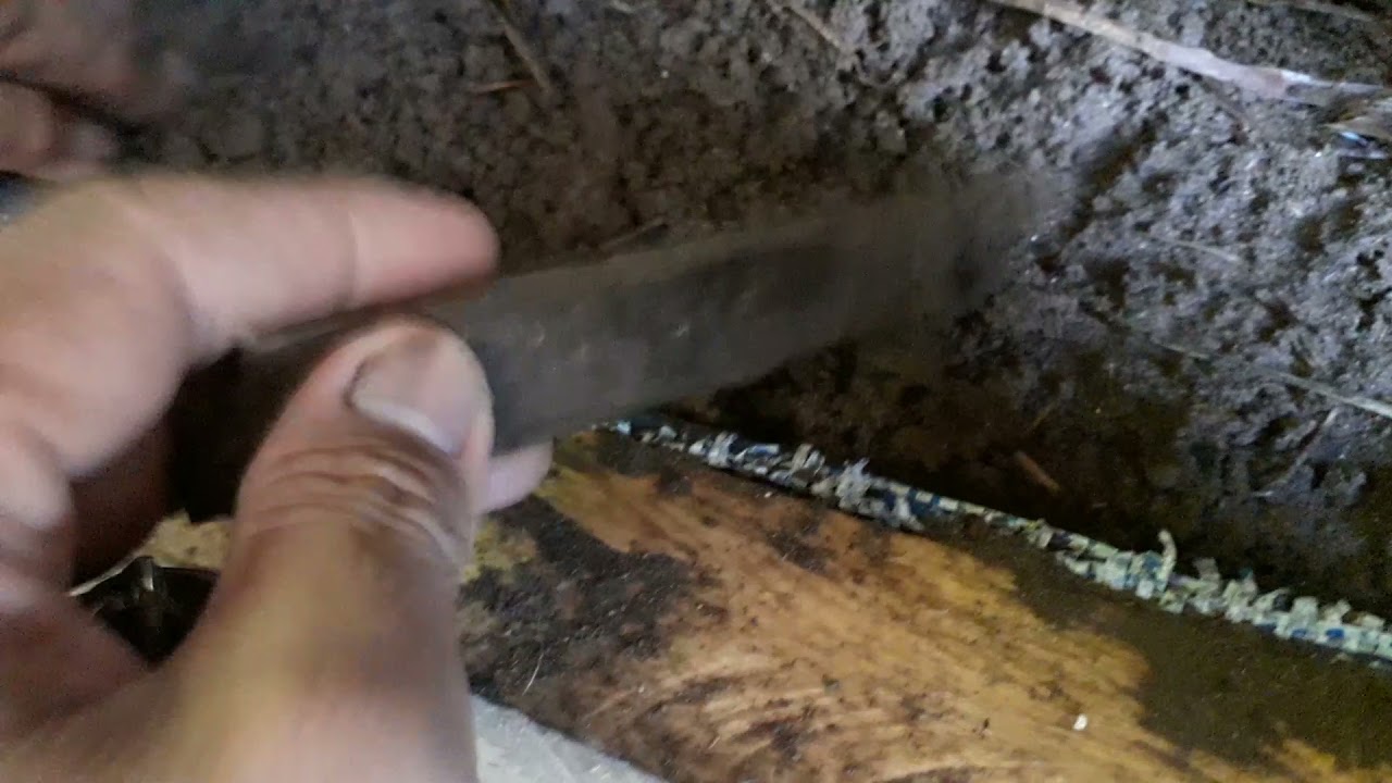 media budidaya cacing fosfor/cacing susu.