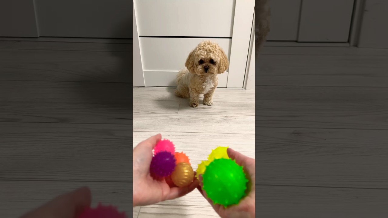 Five little balls vs Cute Puppy 🐶❤️🩷💚💙