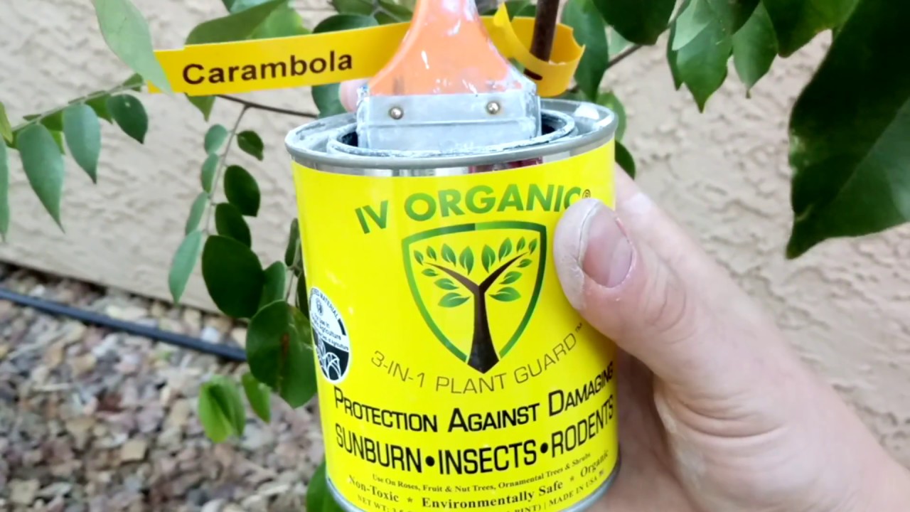 Iv Organic 3in1 Plant Guard on a Arkin Carambola Star