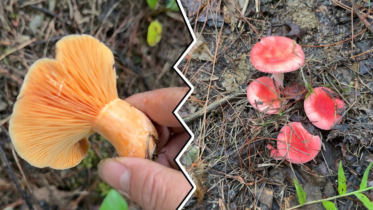 凌晨5点半和小琴去山上捡蘑菇，差点捡到别人埋好的宝藏