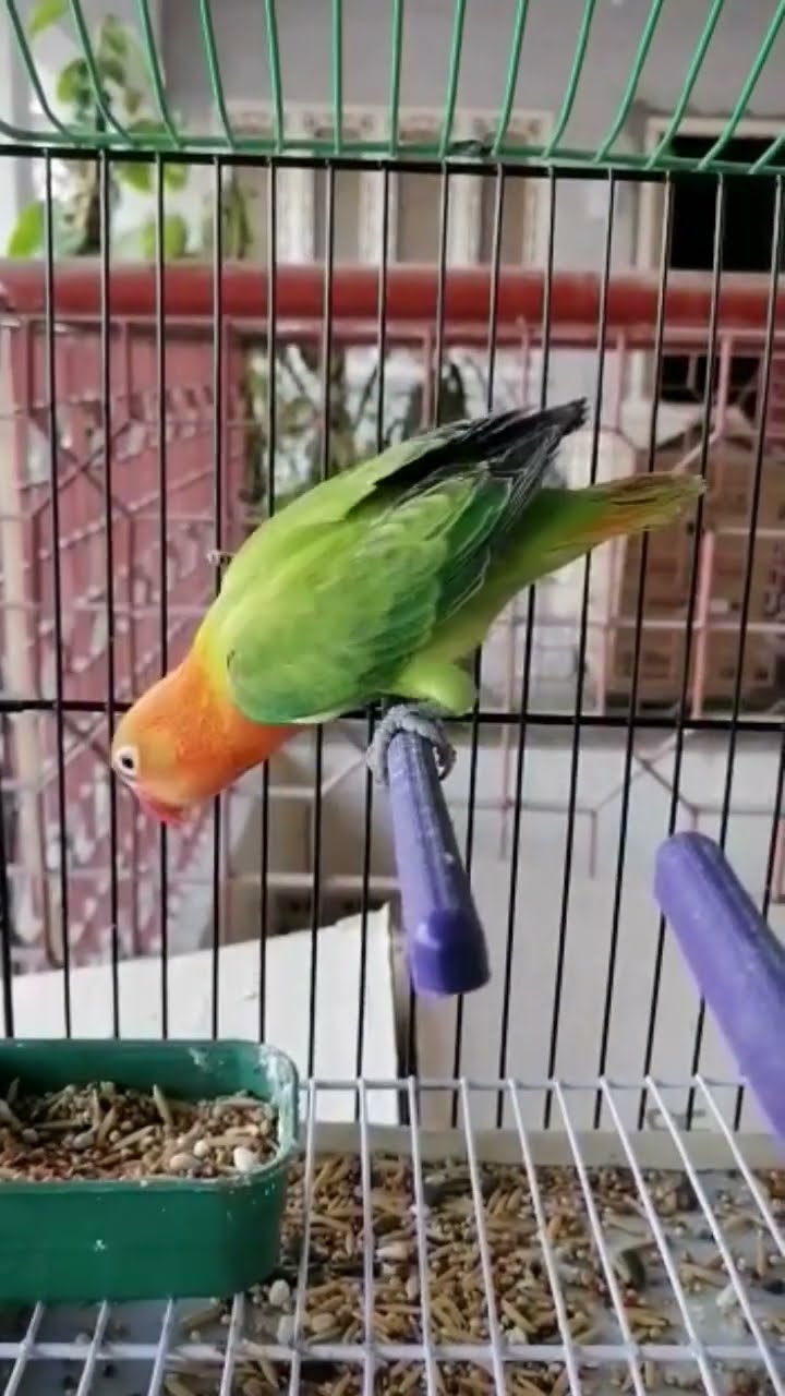 Beautiful Love Bird animalsandbirds viral youtubeshorts foryou Beautiful Love Bird animalsandbirds viral youtubeshorts foryou
