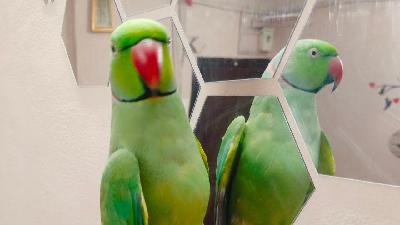 Indian Green Mitthu Sab Kuch Bolta Hai Most Talkative Parrot in India /India Ka No.1 Talking Parrot 