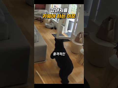 곰이 침입하자 강아지 반응ㄷㄷ thumbnail