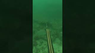 Two for one Lobster and hogfish