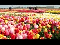 Visit a Tulip farm - Netherlands in springtime