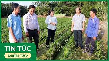 Lãnh đạo xã Ba Sao thăm các mô hình sản xuất nông nghiệp | THDT