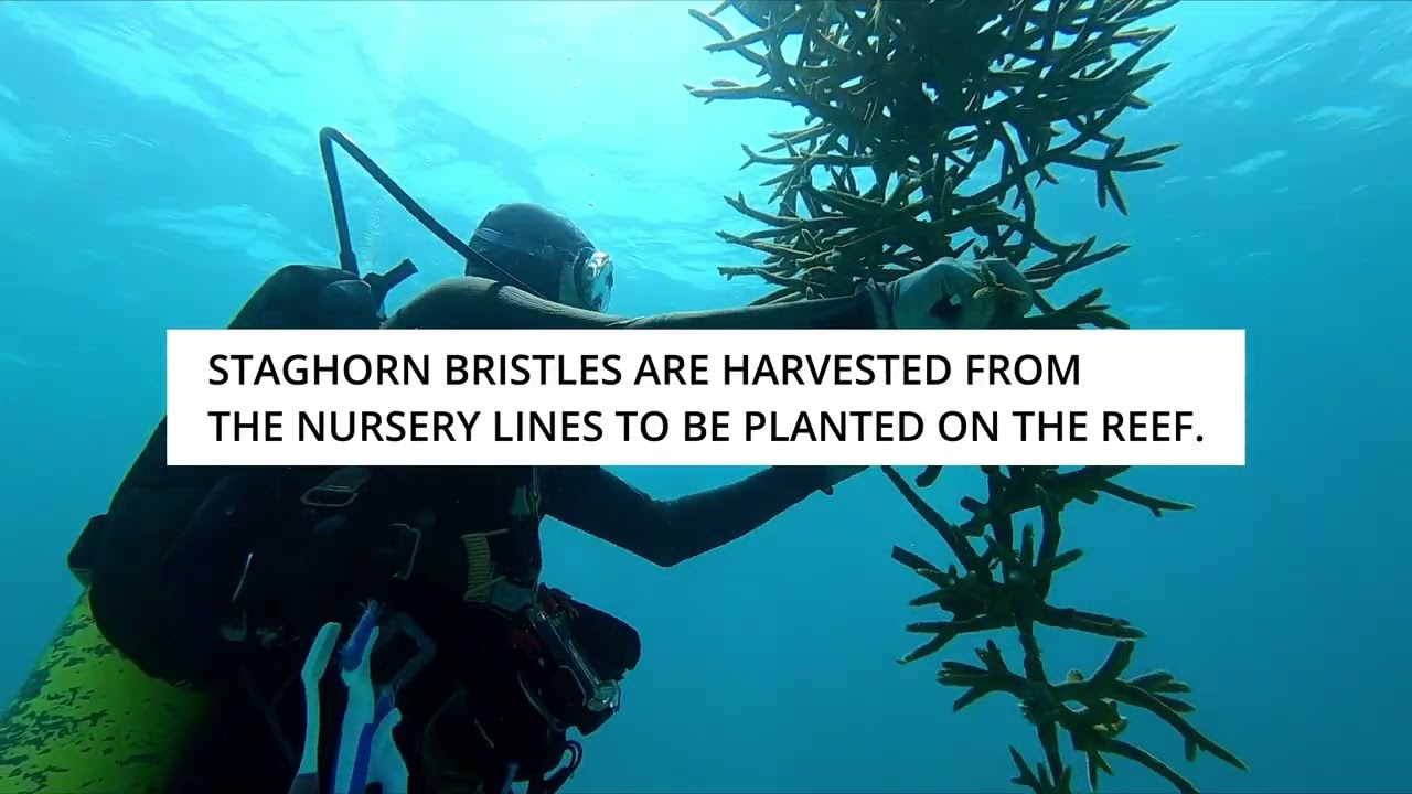 Diving with the Team from Reef Renewal