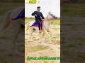 Ha sonu ni moj ha | horse power | most beautiful horse | horse lovers | horse of Gujarat | #shorts
