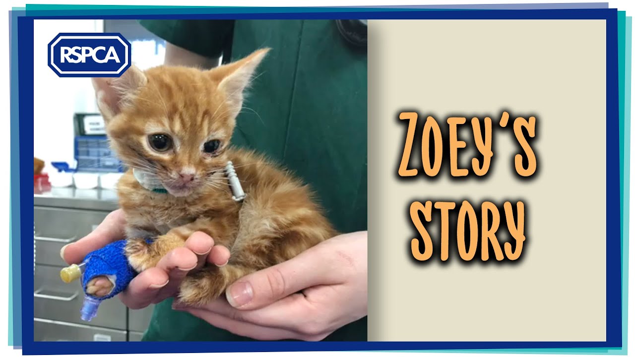 cruelty free kiko Zoey's story