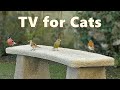 Cat TV Videos ~ Bird Sounds for Cats ⭐ 10 HOURS ⭐