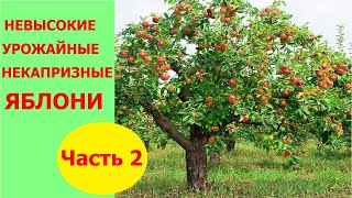 Малорослый сад яблони на семенном подвое. Часть 2. Весенняя обрезка