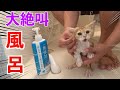 子猫をお風呂に入れたら大絶叫しました(マンチカン)