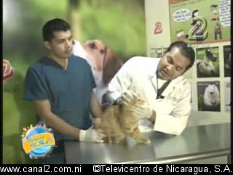 Video: Glaucoma En Gatos