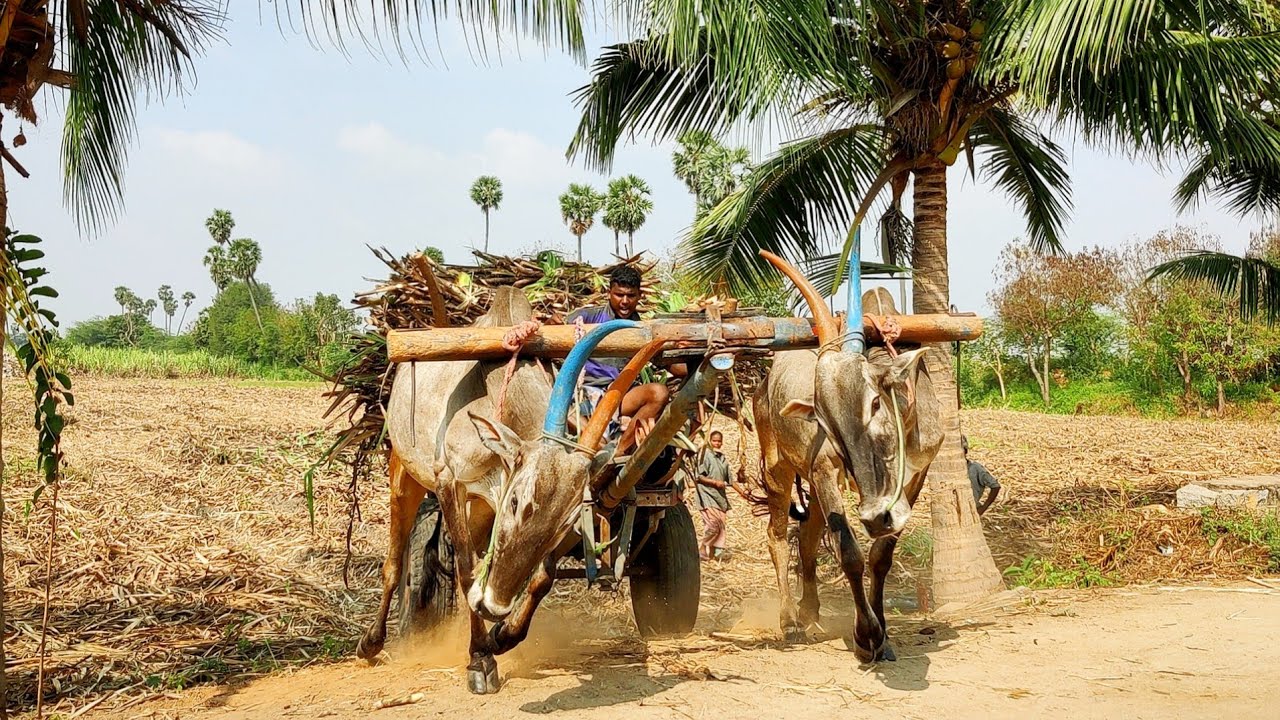 bullock Cart fully loaded sugarcane | Cow race vs bullock Cart race