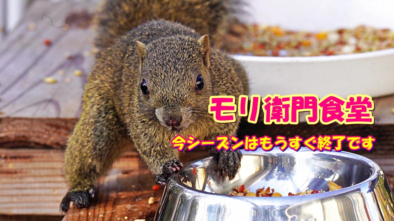 モリ衛門食堂 今シーズンはもうすぐ終了です #ヒヨドリ#メジロ#ヤマガラ#シジュウカラ#スズメ#タイワンリス
