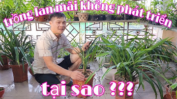 Trồng lan thế nào mới đạt hiệu quả cao, cách trồng và chăm sóc lan rừng | phong lan rừng pv