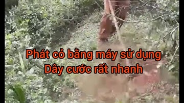 Phát cỏ bằng máy sử dụng dây cước rất nhanh rất an toàn cho người sử dụng