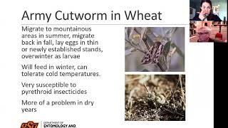 OSU Extension: Winter Wheat Management for Fall & Winter Pests