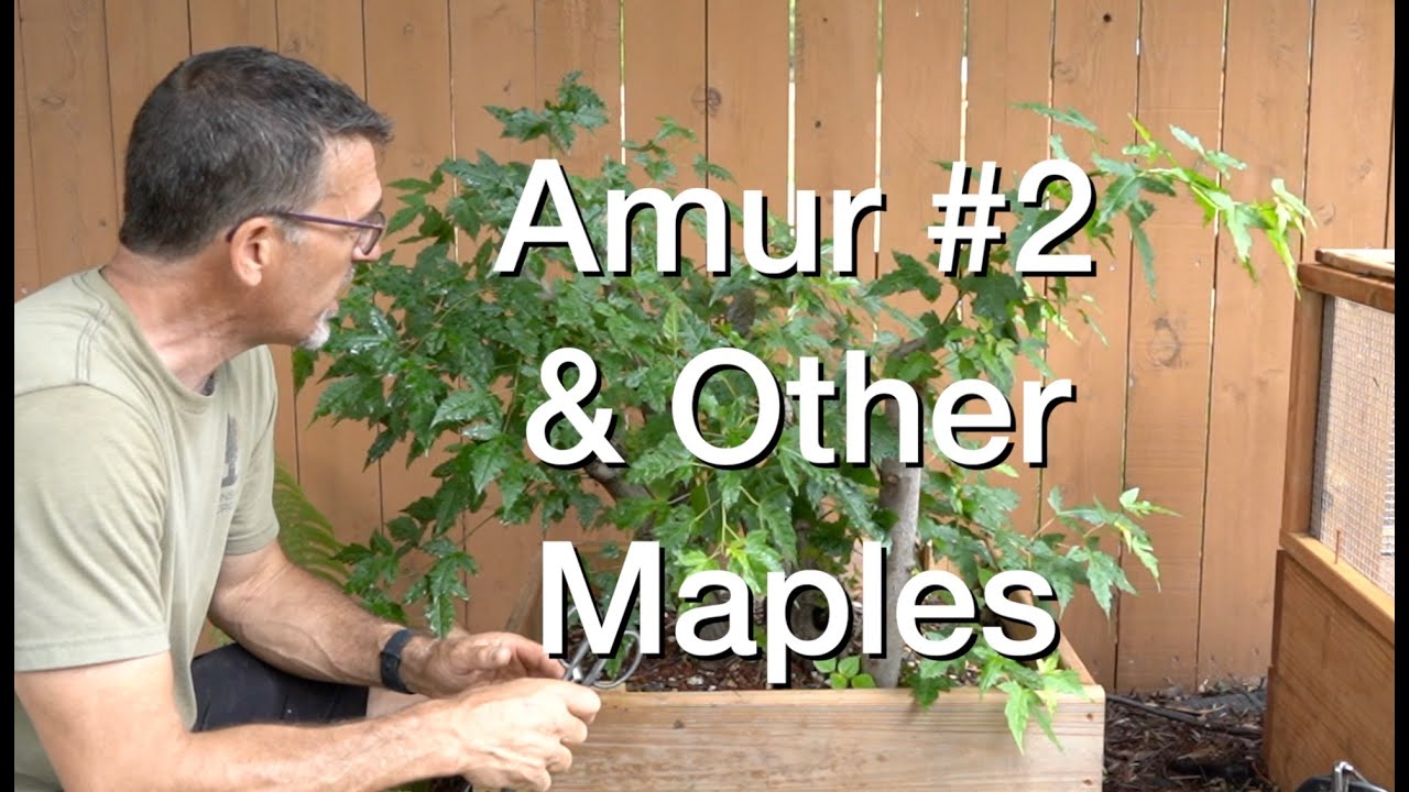 Amur & Japanese Maples:  Dave's Bonsai E223