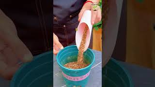 Rose Stem Revival πΉπ± #RosePropagation #PlantCuttings #GardeningShorts #Plantory Rose Stem Revival πΉπ± #RosePropagation #PlantCuttings #GardeningShorts #Plantory