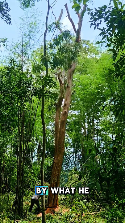This tree shook before it fell #feedshorts #wood #shortvideo