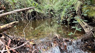 Hidden Creek Featuring Blake by Noojee Bushgoods 624 views 11 days ago 19 minutes