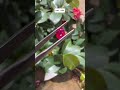 艳红如炬 高贵迷人 #宝石奇源 #shorts #宝石 #紅寶石 # 蓝宝石 #抹谷宝石 #緬甸  #红蓝宝 #緬甸抹谷宝石 #尖晶石 #gemstones #GEM