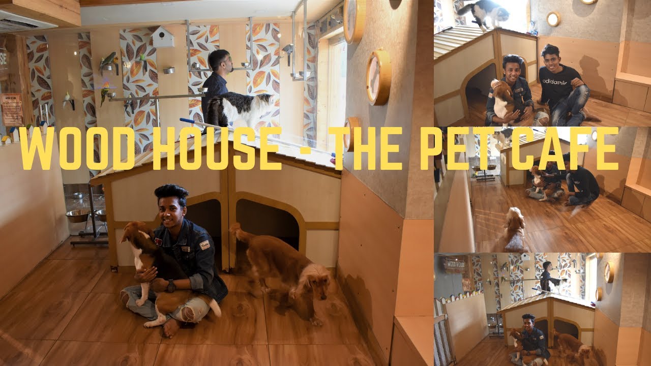 Wood House The Pet CafeBest Pet Cafe in KolkataVlog YouTube