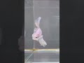 Have you ever seen a fish wearing a wedding dress?#fish #weddingdress #beautifulfish #cutefish