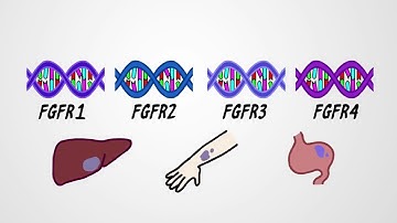 What are FGFR Genes?