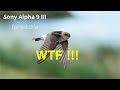Sony Alpha 9 III for Wildlife  WTF !!