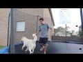 DOGS ON MY TRAMPOLINE!