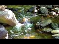 Morning Vibes - Relaxing Piano Music • Nature Sounds | Relaxing sound of running water