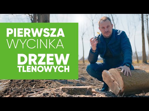 Wideo: Co to jest koronowanie drzew: informacje o koronowaniu drzew